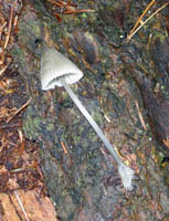 This shows the conic cap shape and long thin stem. This shows the conic cap shape and long thin stem.